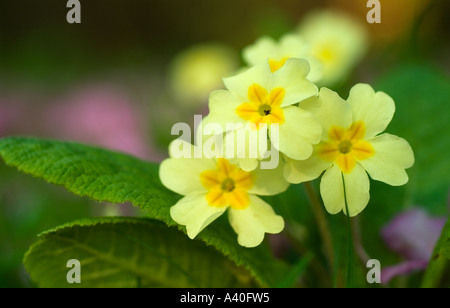 Bosco iconica primrose tra soft-focalizzata Mammola Foto Stock