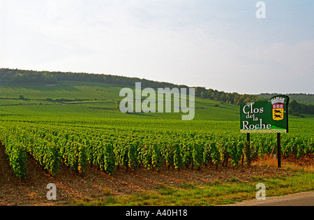 Il Clos de la Roche Grand Cru vigna e firmare in Morey Saint Denis, Bourgogne Foto Stock