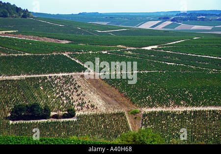 La vista dalla cima di Chablis Grand Cru hill - west su Montee de Tonnerre premier cru (prima crescita) che necessitano di reimpianto Foto Stock