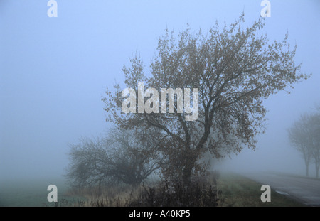 Paesaggio di nebbia in Tervete natura parco della Lettonia Foto Stock