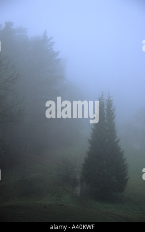 Favoloso paesaggio di nebbia in Tervete natura parco della Lettonia Foto Stock