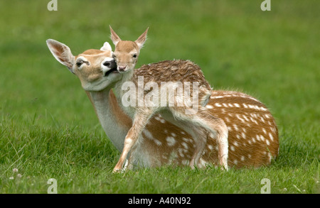 Daino Dama Dama Foto Stock