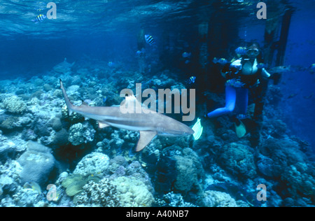 Con punta nera Reef Shark indaga su un subacqueo s fin Foto Stock