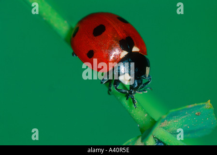 Sette spot coccinella, Coccinella septempunctata. Sullo stelo Foto Stock