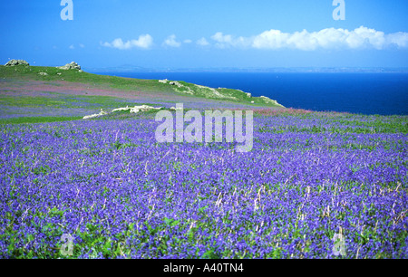 Isola di Skomer nel maggio sulla soleggiata giornata di primavera con bluebells e rosso champions Pembrokeshire Cymru Wales Regno Unito Regno Unito GB Foto Stock