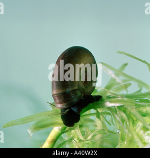Grande ramshorn snail Planorbis corneus alimentazione su frogbit Hydrocharis morsus ranae Foto Stock