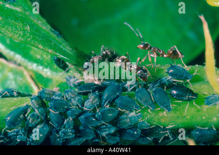 Ant argentino, Iridomyrmex humilis. La mungitura afidi Foto Stock