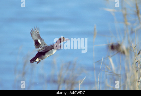 Verde-winged Teal, Anas crecca. Maschio in volo su un laghetto Foto Stock