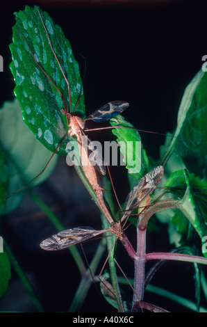 Gru vola, Tipula maxima. Coppia coniugata Foto Stock