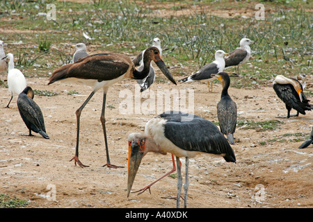 Giovani Sella Cicogna fatturati con Marabou Stork, cormorani e grigio guidato i gabbiani dal canale Kazinga in Uganda occidentale Foto Stock