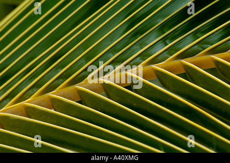 Dettaglio di palme da cocco Cocos nucifera leaf prima completamente aperto Foto Stock