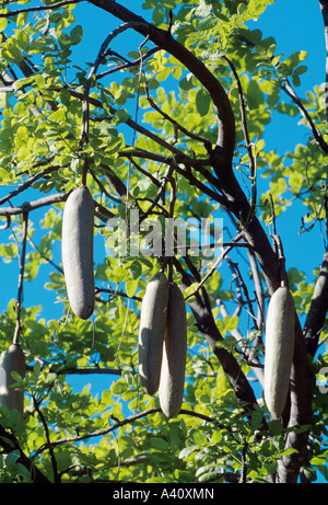 Struttura di salsiccia Kigelia pinnata frutti Foto Stock