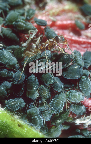 Ant argentino (Iridomyrmex humilis) Afidi di mungitura Scarabaeidae (sp). Foto Stock