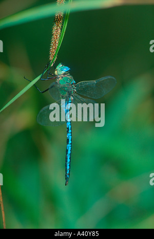 L'imperatore libellula, Anax imperator. Maschio a riposo sul gambo Foto Stock
