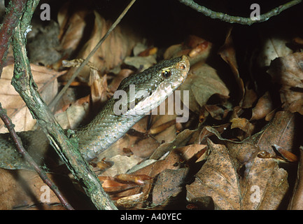 Asp Viper, Vipera aspis. Testa di close-up. Sulla foglia di massa coperto Foto Stock