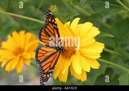 Farfalla monarca con Orange Wings spread su fiore giallo Foto Stock