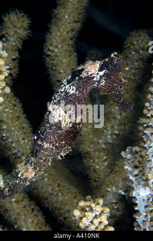 Il cavalluccio sulla barriera corallina a Bonaire isola dei Caraibi Foto Stock