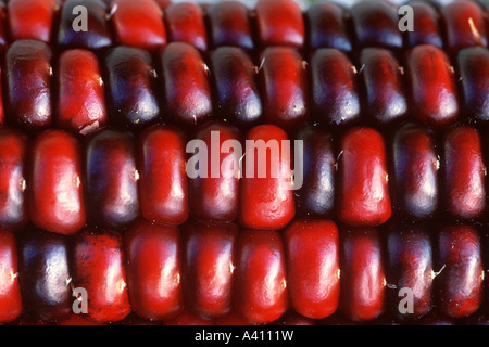 Ornamentali mais Indiano, Zea mays, coltivate per il pericarpo colorato e utilizzato in autunno decorazioni negli Stati Uniti Foto Stock