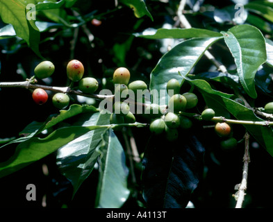 Caffè, Coffea arabica, frutta noto come "ciliegie" Foto Stock