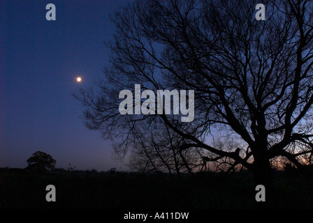 Albero e la luna su un paesaggio notturno REGNO UNITO Foto Stock