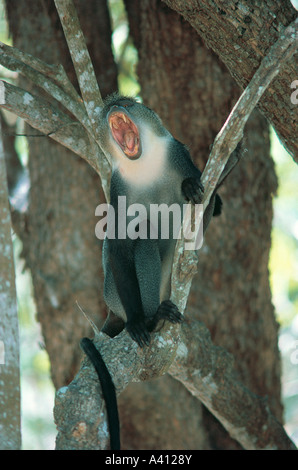 Sykes Monkey Cercopithecus mitis Kolbi una gara del Blue Monkey sulla costa del Kenya Foto Stock