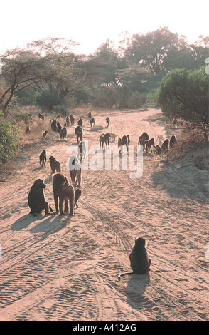 Squadrone di oliva babbuini passeggiate su sterrato nel Samburu National Reserve Kenya Africa orientale Foto Stock