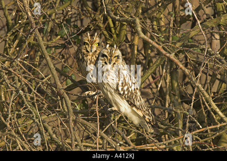 Breve Eared Owls asio flammeus due uccelli appollaiato in ore diurne roost Norfolk Regno Unito Febbraio Foto Stock