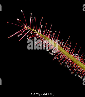Un sundew, Drosera binata, mostrando appiccicoso teste ghiandolare di tentacoli in foglia utilizzato per intrappolare le prede. Foto Stock