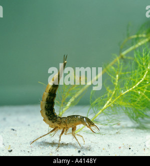 Grande diving beetle larva Dytiscus marginalis Foto Stock