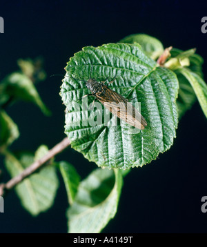 Alder fly Sialis lutaria sulla foglia di ontano Foto Stock