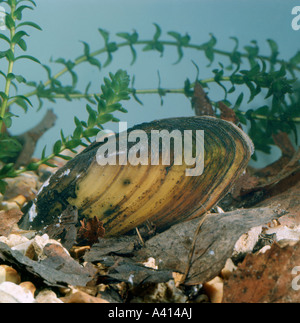 Swan mussel Anodonta cygnea parzialmente sepolti nel substrato in acqua dolce Foto Stock