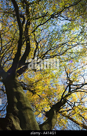 English deciduous woodland beech tree in autumn colours looking up through the leaves to blue sky Foto Stock