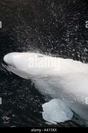 Beluga o balena bianca Delphinapterus leucas sulla superficie espellendo acqua dal foro di sfiato Foto Stock