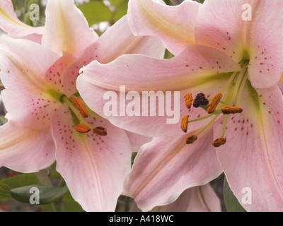 Rosa Tiger Lily - Close-up di due fiori aperti Foto Stock