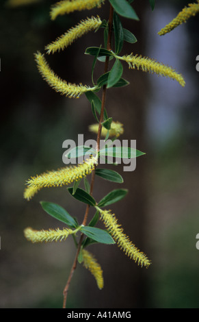 Willow Salix ramoscello Foto Stock