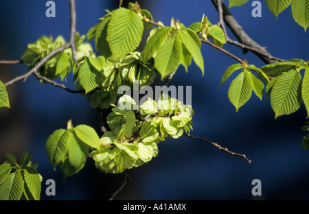 Foglie verdi Wych Elm Ulmus glabra su sfondo blu Foto Stock