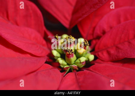 Poinsettia piante Euphorbia pulcherrima close up di fiore Foto Stock