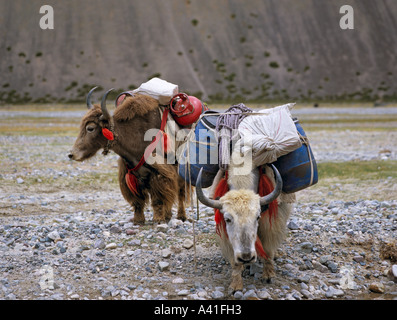 Yak Monte Kailash Tibet Asia Foto Stock