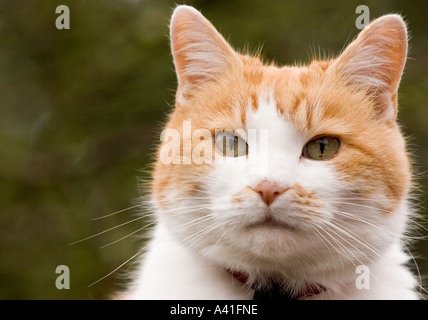 Lo zenzero e il gatto bianco colpo di testa anteriore Foto Stock