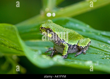 Grigio orientale raganella (Hyla versicolor) Ontario Foto Stock