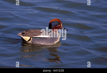 Verde-winged Teal, Anas crecca. Piscina maschio su stagno Foto Stock