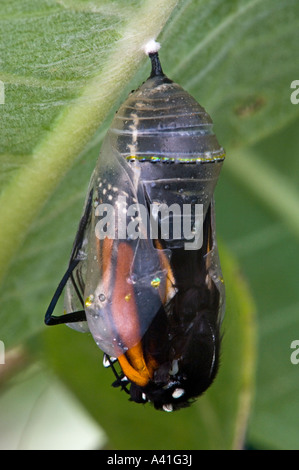 Farfalla monarca (Danaus plexippus) chrysallis tardo stadio adulto emergente Ontario Foto Stock