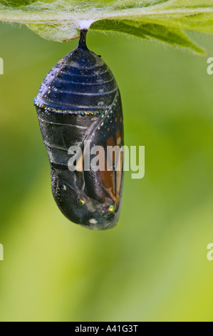 Farfalla monarca (Danaus plexippus) chrysallis stadio tardo Ontario Foto Stock