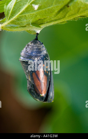 Farfalla monarca (Danaus plexippus) chrysallis stadio tardo Ontario Foto Stock