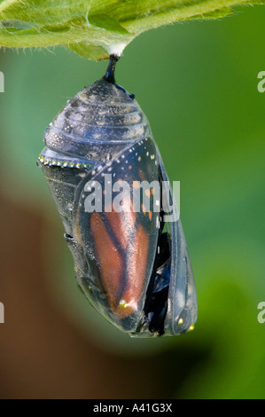 Farfalla monarca (Danaus plexippus) adulto emergente da chrysallis Ontario Foto Stock