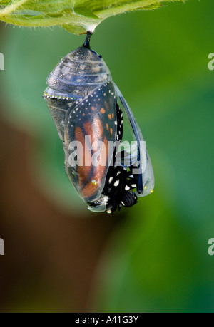 Farfalla monarca (Danaus plexippus) adulto emergente da chrysallis Ontario Foto Stock