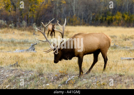 Elk (Cervus elaphus) Stags tori visualizzazione in prato durante l'autunno rut Waterton Lakes National Park, Alberta, Canada Foto Stock