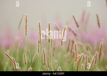 Fleolo (Phleum pratense) fioritura erbe misty vecchio-campi con oro e fiori fireweed, maggiore Sudbury, Ontario, Canada Foto Stock