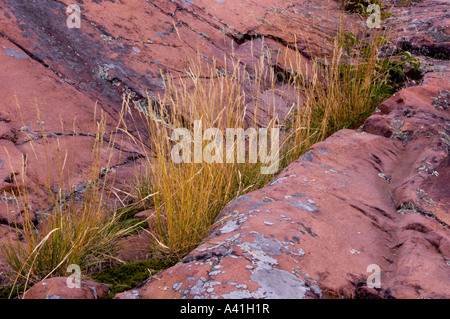 La linea di erbe crescenti tra il Lago Huron shoreline rocce Killarney, Ontario, Canada Foto Stock