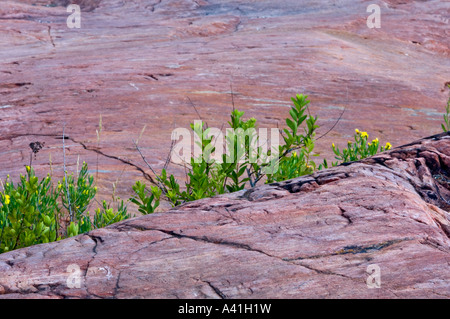 Linea di arbusti (Smilace e cinquefoil) crescente tra il Lago Huron shoreline rocce Killarney, Ontario, Canada Foto Stock